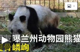 熊猫瘦成皮包骨，繁殖后代也用上了人工授精？