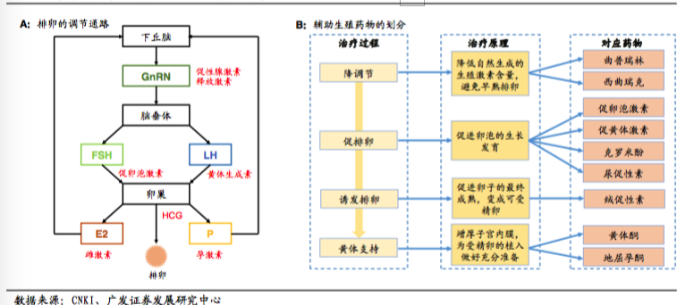 辅助生殖药物的治疗过程和对排卵的调节